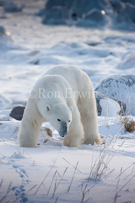 Polar Bear at Hudson Bay