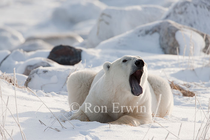 Polar Bear Yawning