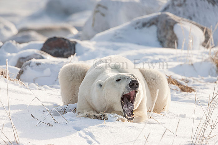 Yawning Polar Bear