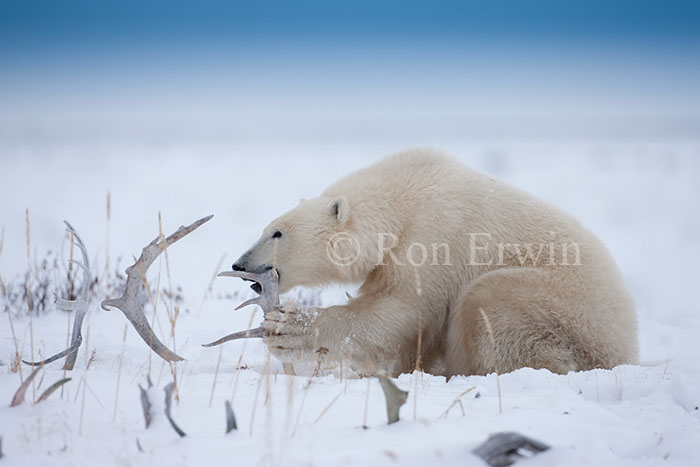 Polar Bear Eating Antlers