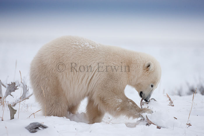 Polar Bear Eating Antlers
