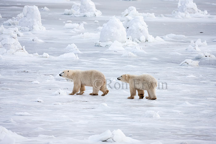 Polar Bears in Manitoba