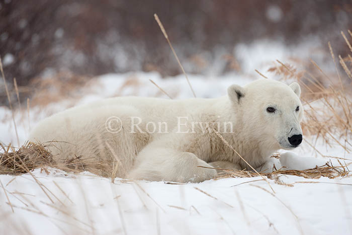 Polar Bear on Grass Bed