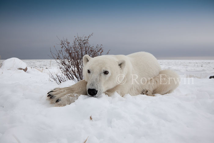 Polar Bear Close-up