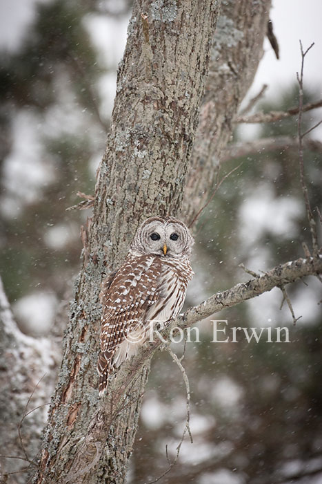 Barred Owl in Winter