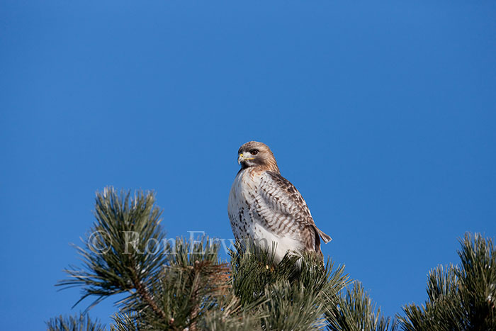  Red-tailed Hawk on Tree-top