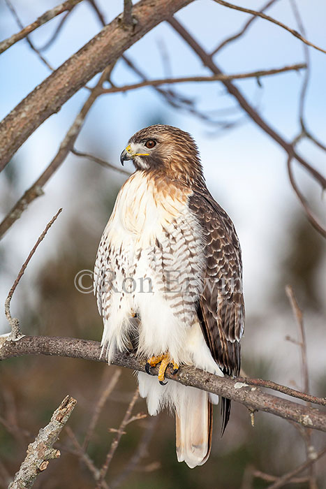 Eastern Adult Red-tailed Hawk
