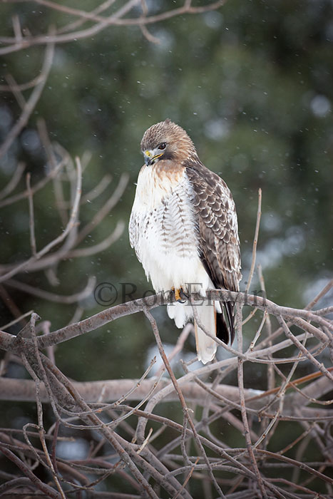 Red-tailed Hawk in Winter