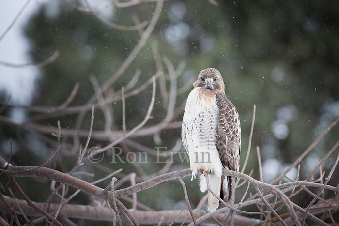 Red-tailed Hawk in Winter