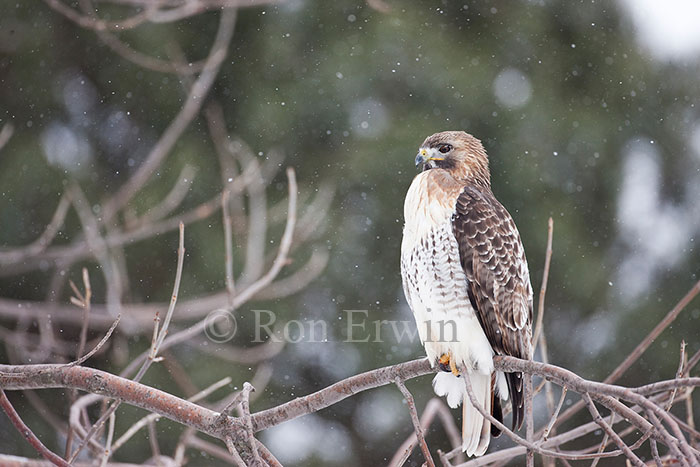 Red-tailed Hawk on Branch