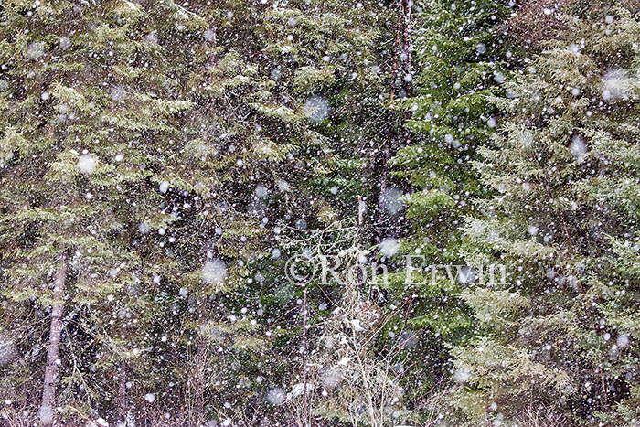 Snow Falling in a Forest