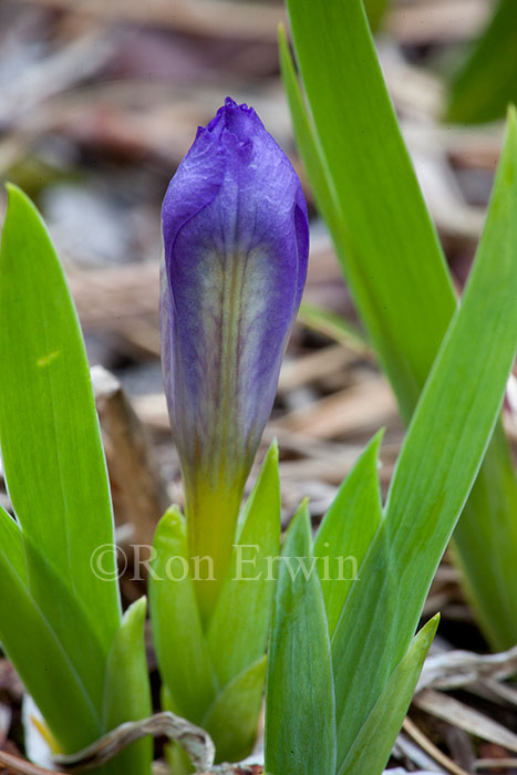 Budding Dwarf Lake Iris