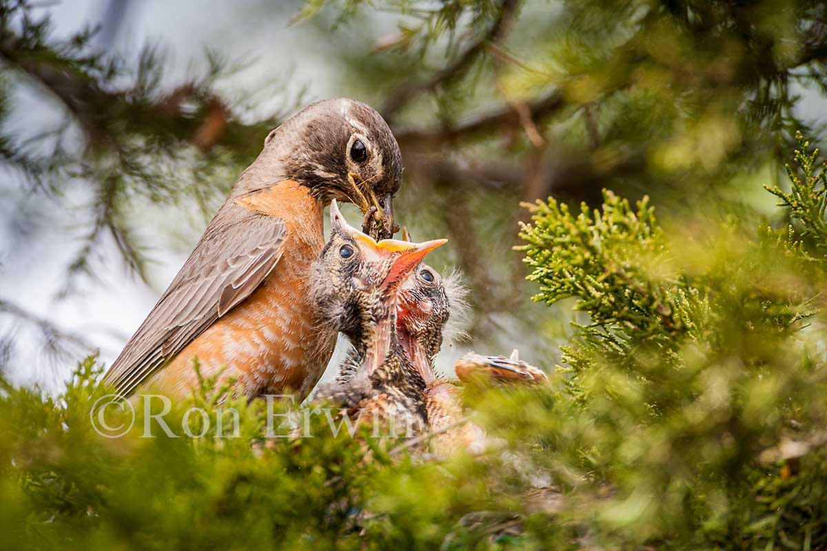 Robin Feeding its Young