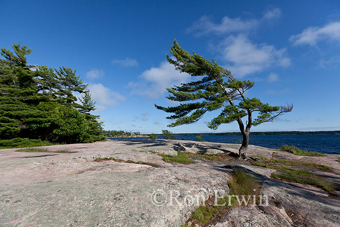 Wind-swept Pine at Georgian Bay