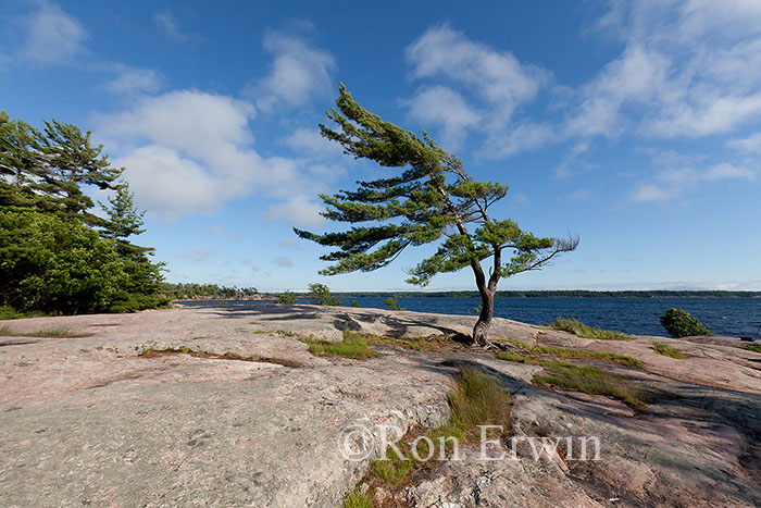Wind-swept Pine at Georgian Bay