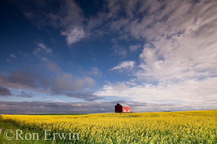 Red Barn and Canola