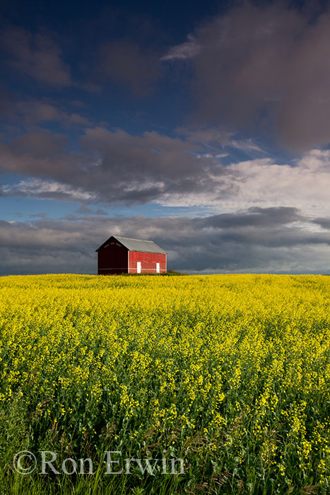 Red Barn and Canola