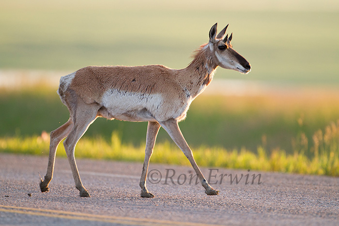 Female Antelope