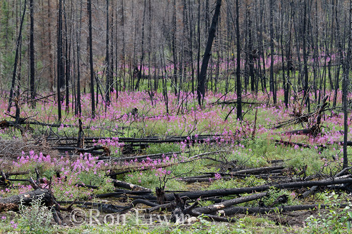 Fireweed in NWT Burned Forest