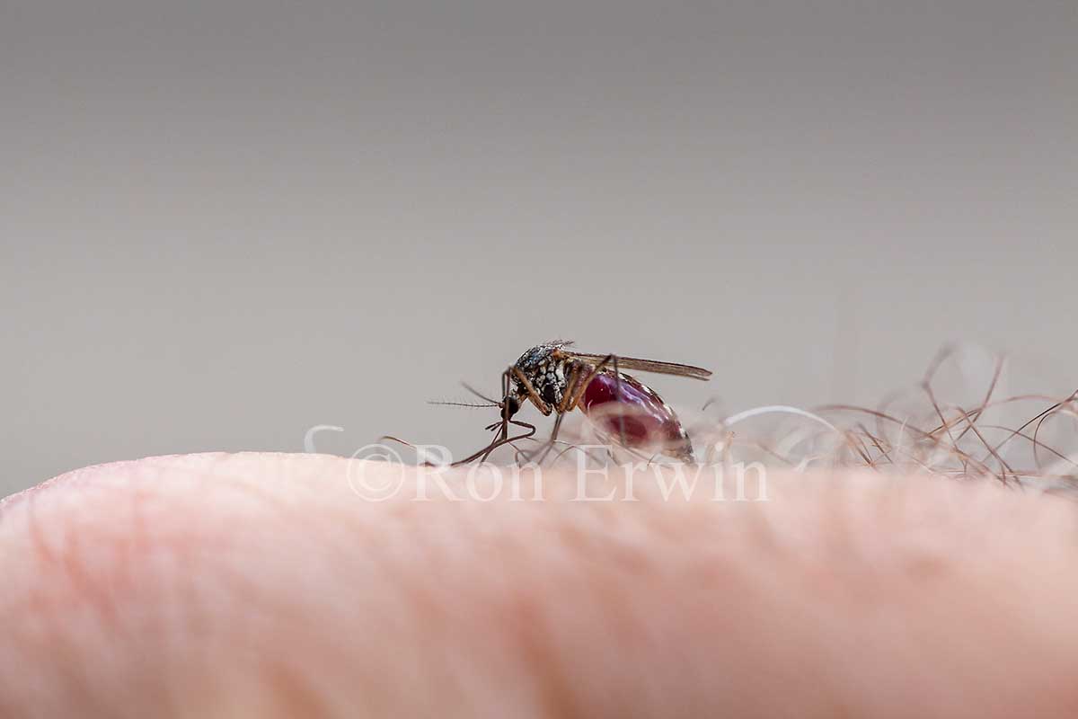 Biting Mosquito