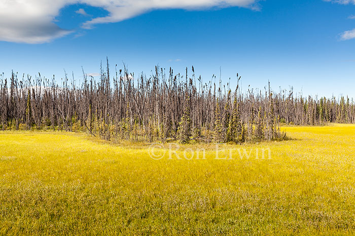 Dry Wetlands in B.C.