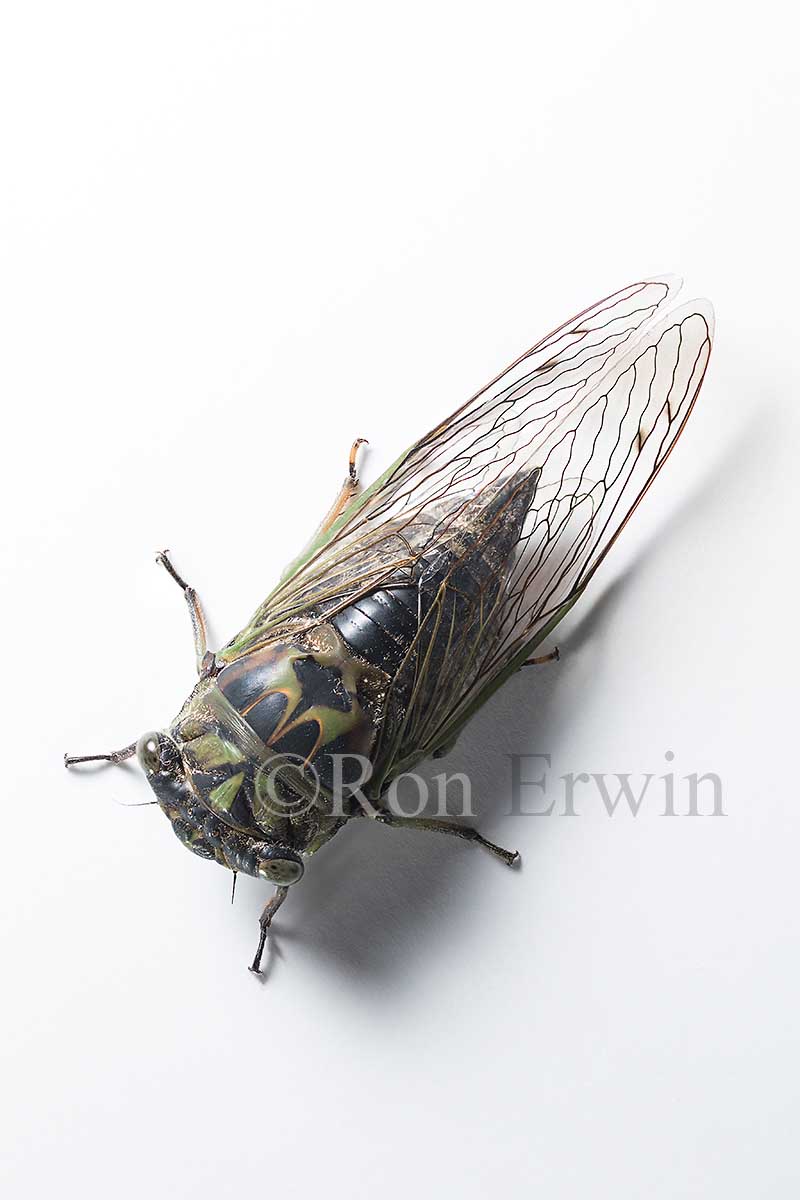 Dog-day Cicada or Heatbug &copy; Ron Erwin