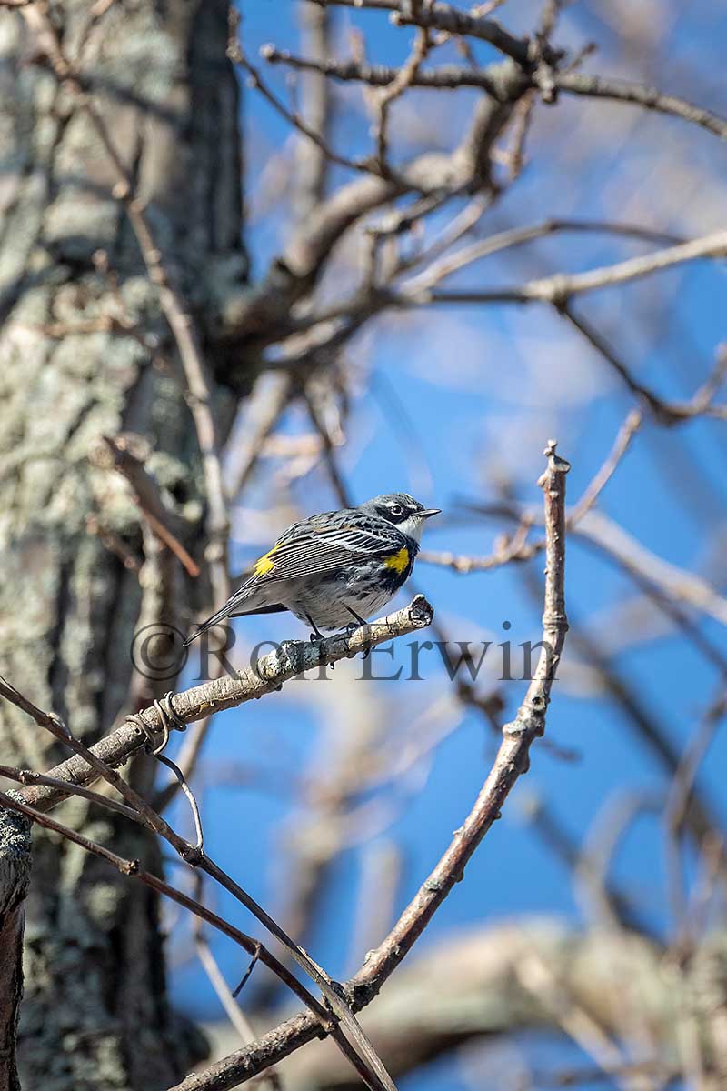 Male Yellow-rumped Warbler (Mrytle)