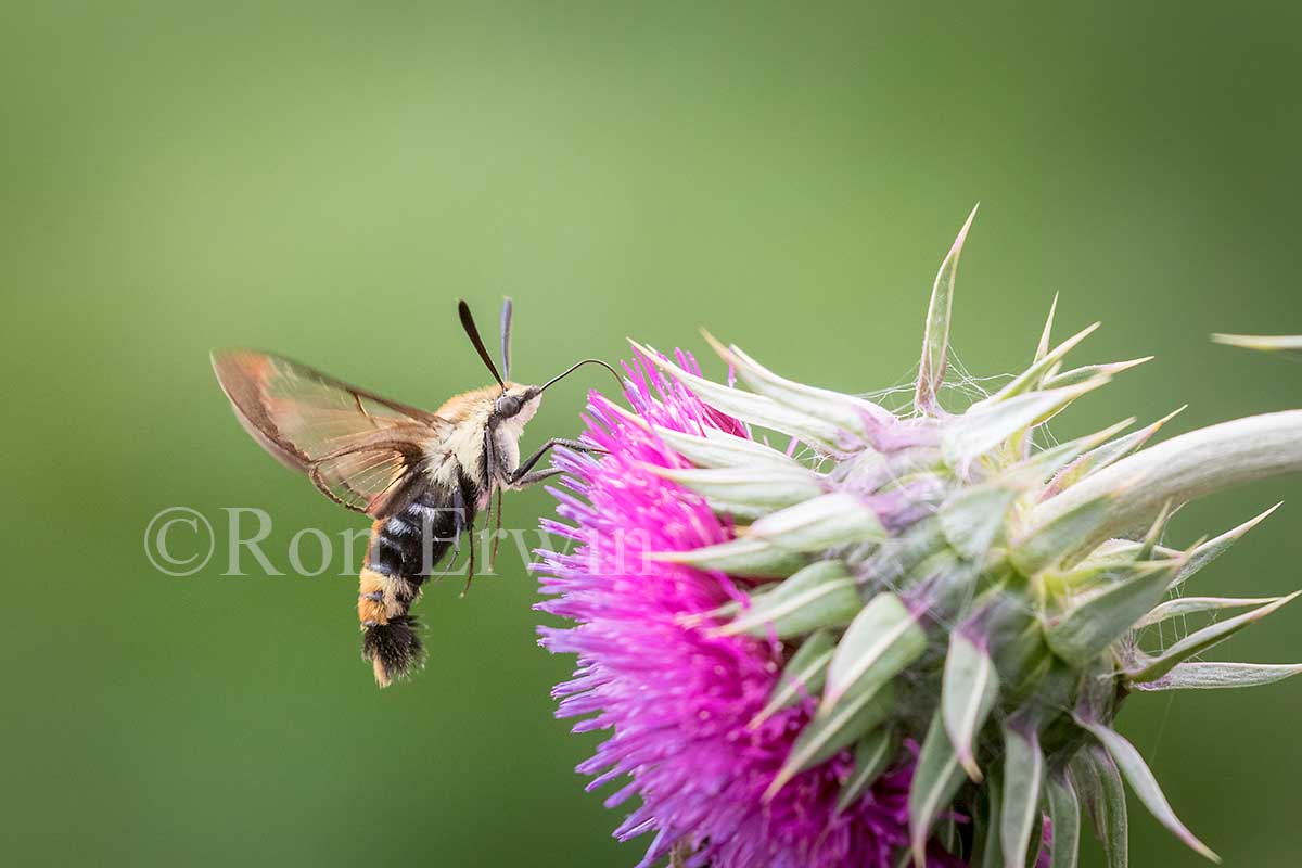 Snowberry Clearwing Moth