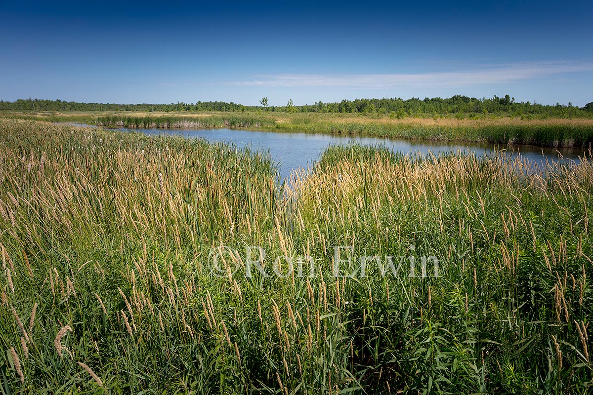 Prince Edward County Wetlands