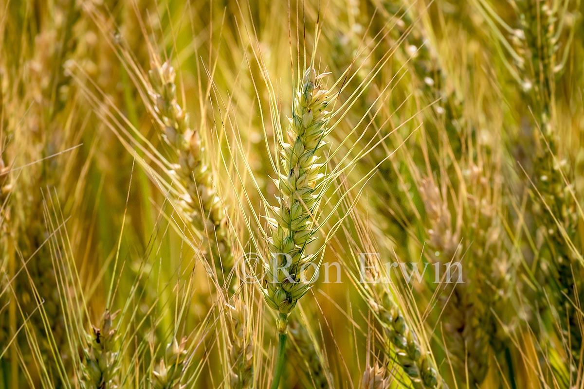Grain field in Ontario