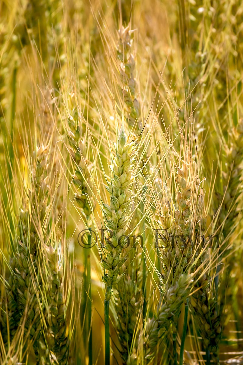 Grain field in Ontario