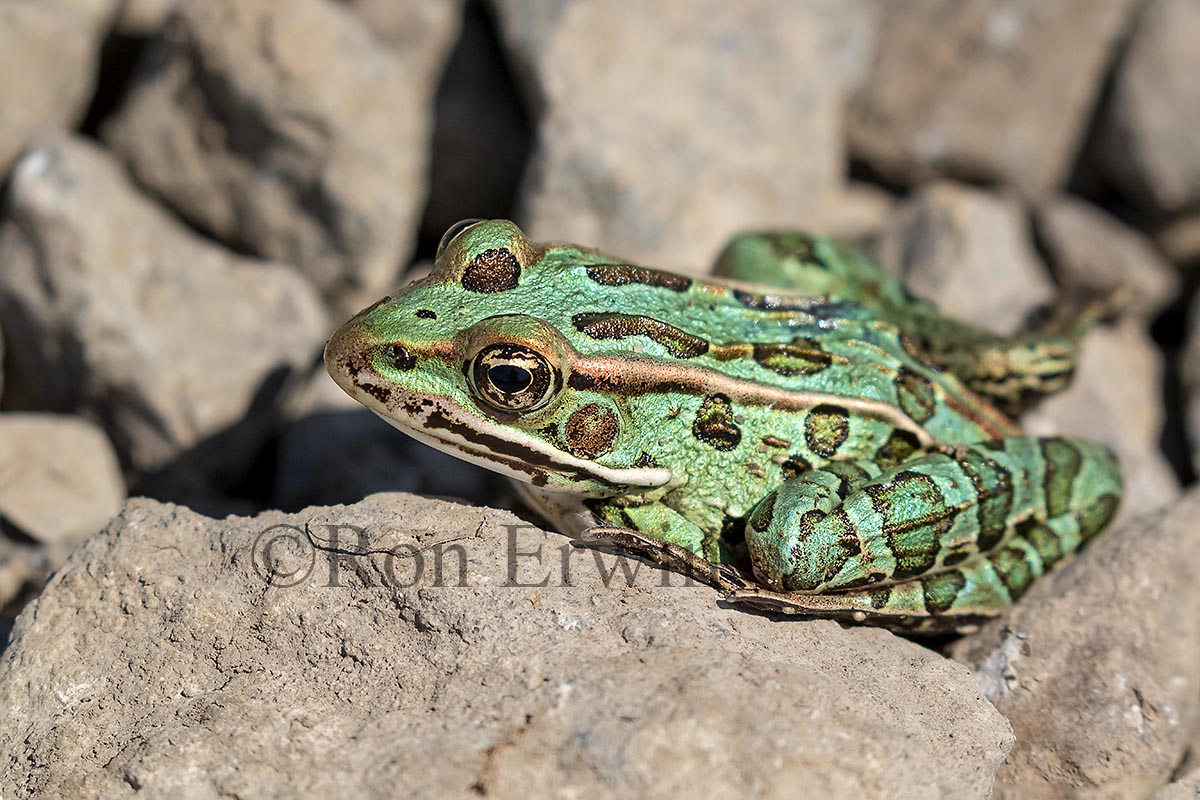 Northern Leopard Frog (odd colour)