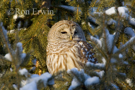 Barred Owl &copy; Ron Erwin