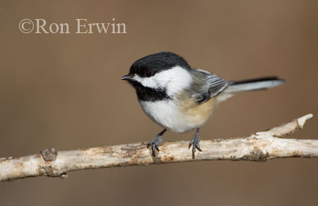 Black-capped Chickadee &copy; Ron Erwin