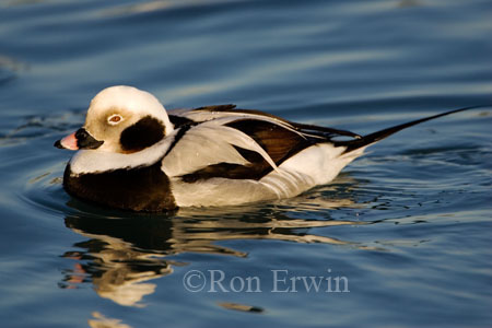 Long-tailed Duck &copy; Ron Erwin