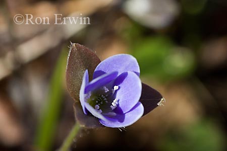 Hepatica &copy; Ron Erwin