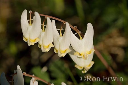 Dutchman's Breeches &copy; Ron Erwin