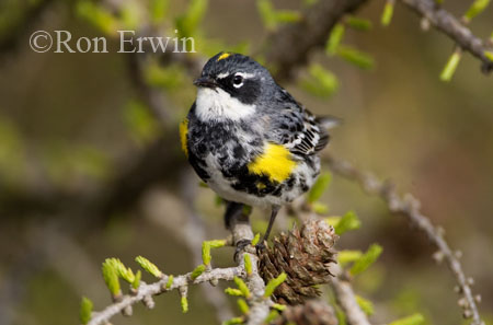 Yellow-rumped Warbler &copy; Ron Erwin