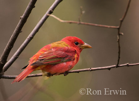Summer Tanager &copy; Ron Erwin