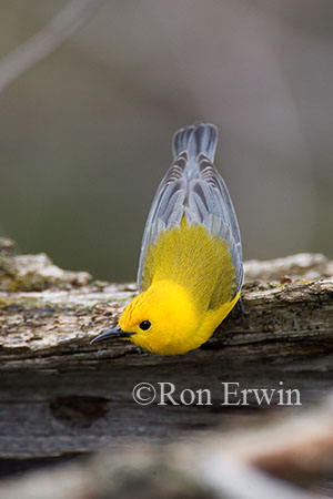Prothonotary Warbler &copy; Ron Erwin