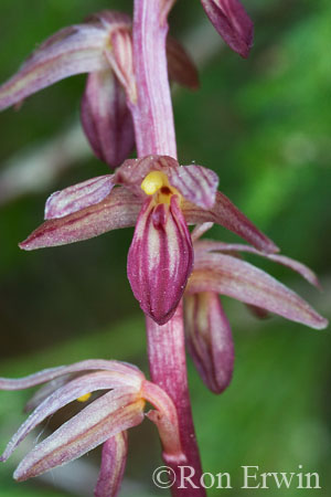 Striped Coralroot  &copy; Ron Erwin
