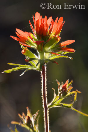Indian Paintbrush  &copy; Ron Erwin