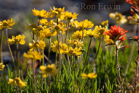 Lakeside Daisy and Indian Paintbrush &copy; Ron Erwin