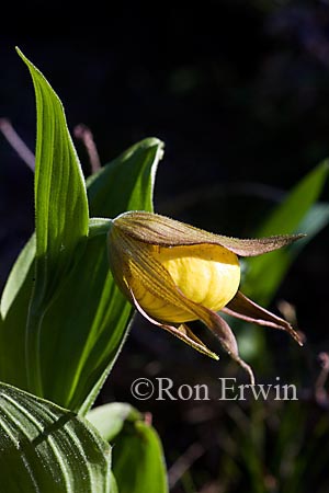 Yellow Lady's Slipper &copy; Ron Erwin