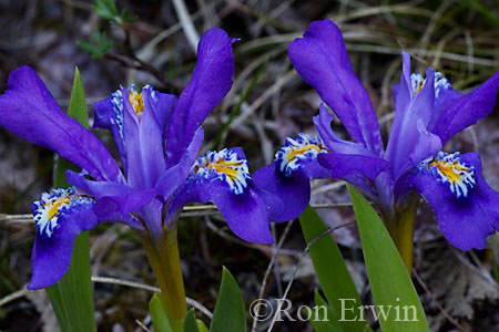 Dwarf Lake Iris &copy; Ron Erwin