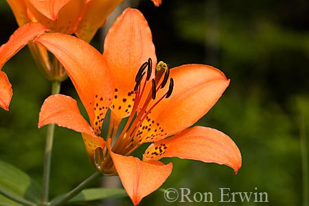 Wood Lily &copy; Ron Erwin