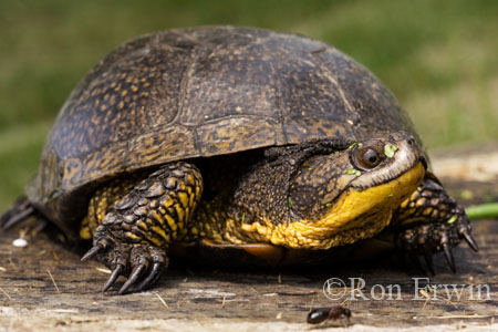 Blanding's Turtle &copy; Ron Erwin