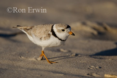 Piping Plover &copy; Ron Erwin