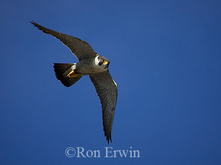 Peregrine Falcon &copy; Ron Erwin