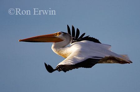 American White Pelican &copy; Ron Erwin